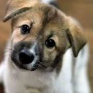 Meet your Posher, Rose